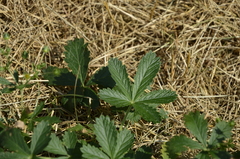 Potentilla intermedia