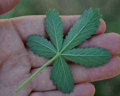 Potentilla intermedia