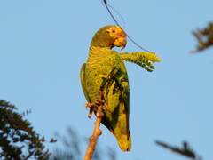 Alipiopsitta xanthops