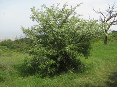 Crataegus pallasii