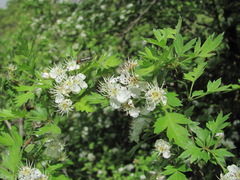 Crataegus pallasii