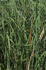 Typha angustifolia