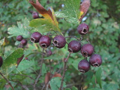 Crataegus pentagyna