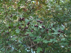 Crataegus pentagyna