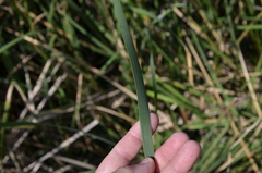 Typha angustifolia
