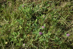 Trifolium pratense