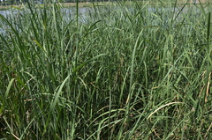 Typha angustifolia