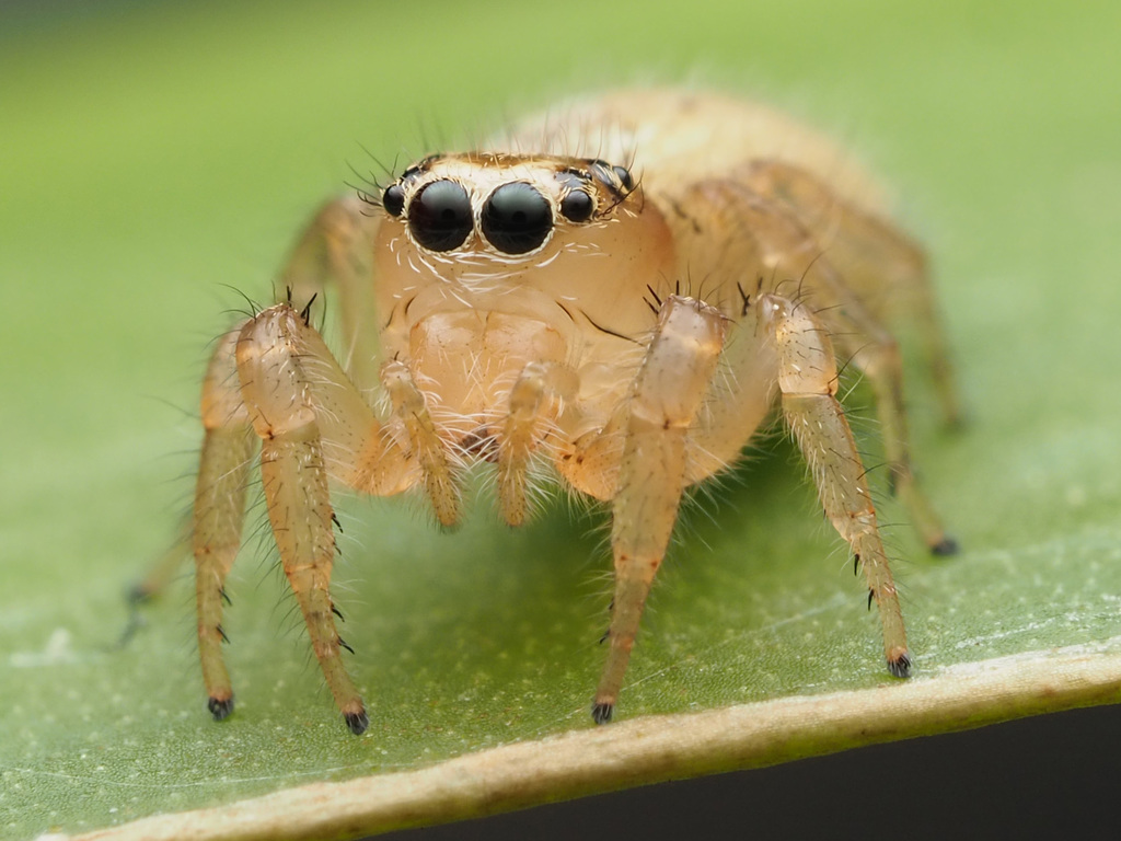 Jumping spiders
