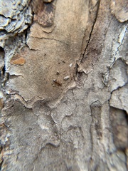 Crematogaster pinicola