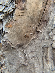 Crematogaster pinicola