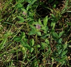 Trifolium pratense