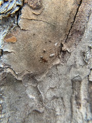 Crematogaster pinicola