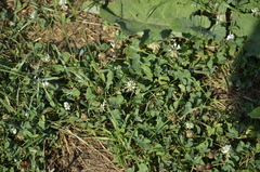 Trifolium repens