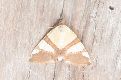 Eulepidotis julianata