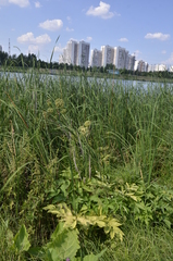 Angelica archangelica