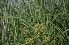 Angelica archangelica