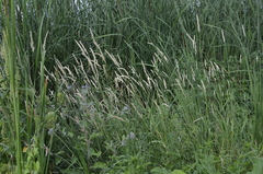 Phalaris arundinacea