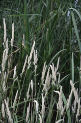 Phalaris arundinacea
