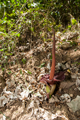 Amorphophallus henryi