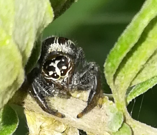 Thiratoscirtina