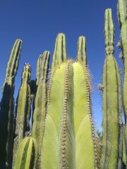 Isolatocereus dumortieri