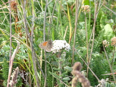 Cosmosatyrus leptoneuroides