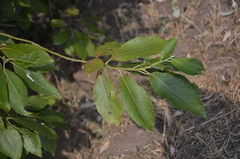 Salix caprea