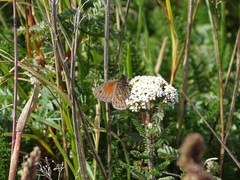 Cosmosatyrus leptoneuroides