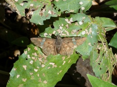 Celaenorrhinus stallingsi