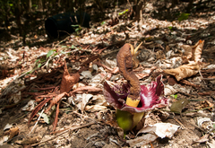 Amorphophallus henryi