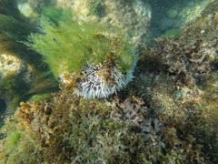 Tripneustes ventricosus