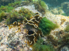 Cnidaria