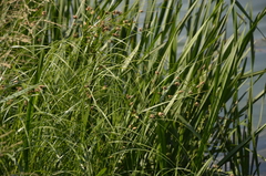 Bolboschoenus maritimus