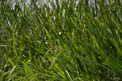 Bolboschoenus maritimus