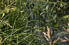 Bolboschoenus maritimus