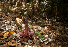 Amorphophallus henryi