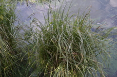 Carex acuta