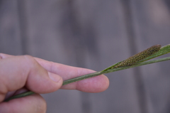 Carex acuta