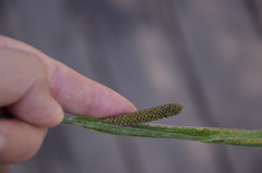 Carex acuta