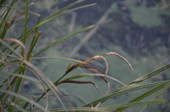 Carex acuta