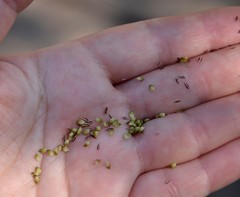 Carex acuta