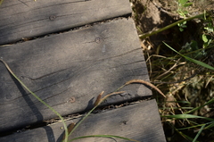 Carex acuta