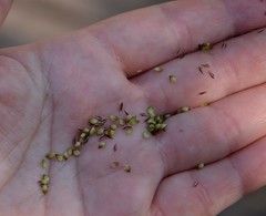 Carex acuta