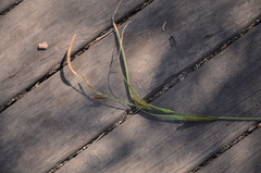 Carex acuta