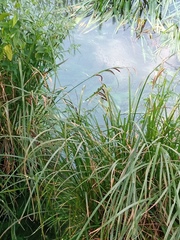 Carex acuta