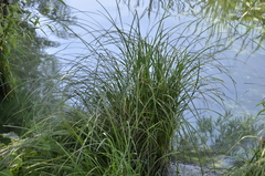 Carex acuta