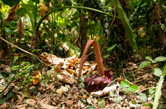 Amorphophallus henryi