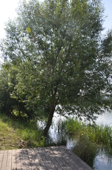 Salix