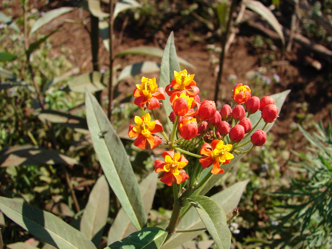 Asclepias curassavica