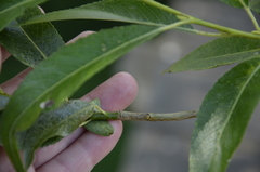 Salix